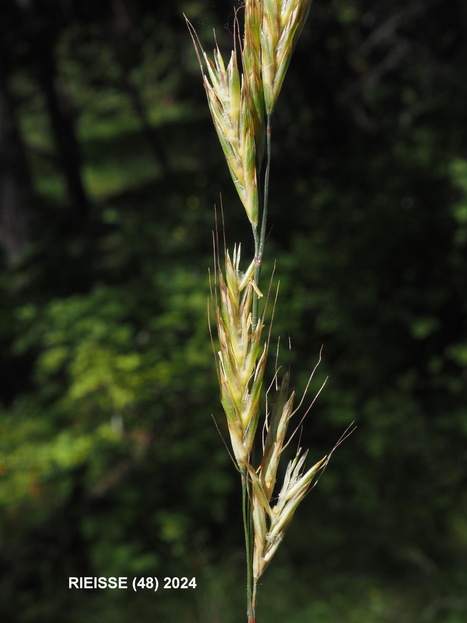 Oat grass, Meadow